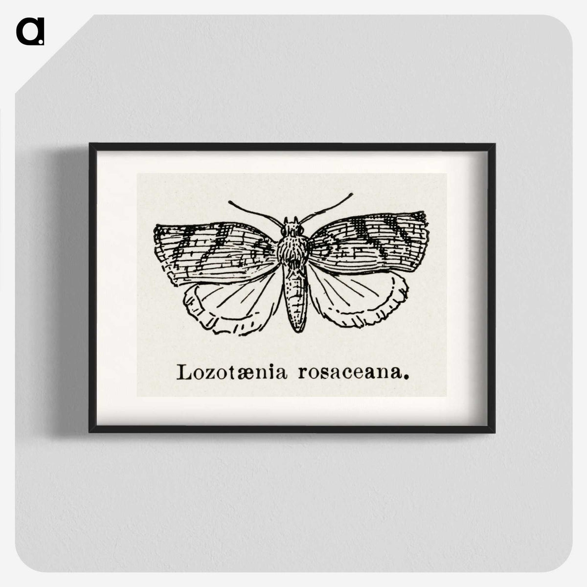 1-96_Moths-and-Butterflies-of-the-United-States_blk