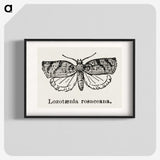 1-96_Moths-and-Butterflies-of-the-United-States_blk