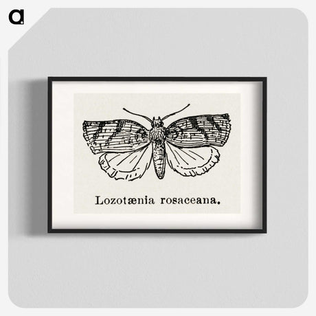 1-96_Moths-and-Butterflies-of-the-United-States_blk