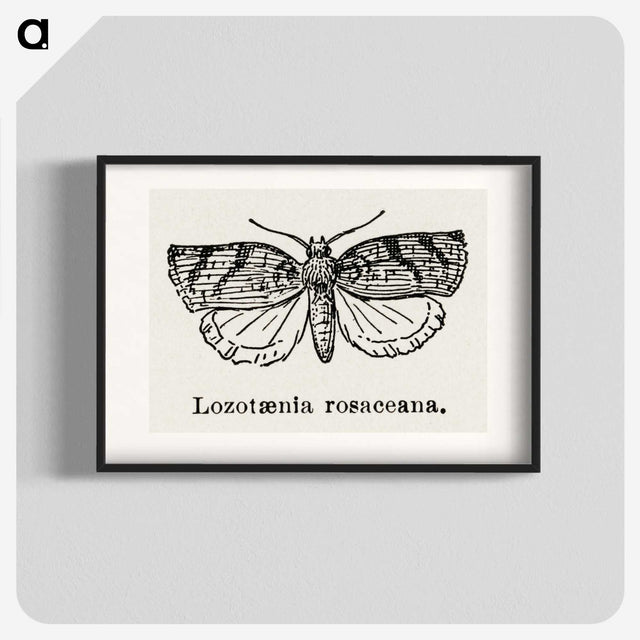 1-96_Moths-and-Butterflies-of-the-United-States_blk