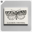 1-96_Moths-and-Butterflies-of-the-United-States_canvas