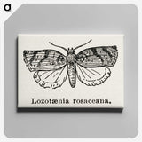 1-96_Moths-and-Butterflies-of-the-United-States_canvas