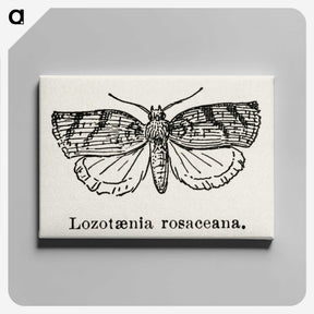 1-96_Moths-and-Butterflies-of-the-United-States_canvas