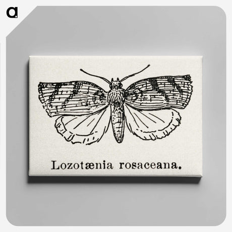 1-96_Moths-and-Butterflies-of-the-United-States_canvas