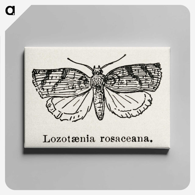 1-96_Moths-and-Butterflies-of-the-United-States_canvas