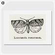 1-96_Moths-and-Butterflies-of-the-United-States_picture