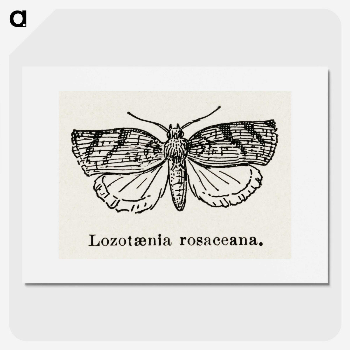 1-96_Moths-and-Butterflies-of-the-United-States_picture