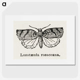 1-96_Moths-and-Butterflies-of-the-United-States_picture