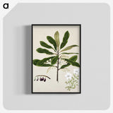 1-96_Native-Flowering-Plants-of-New-Zealand_blk-crop