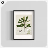 1-96_Native-Flowering-Plants-of-New-Zealand_blk