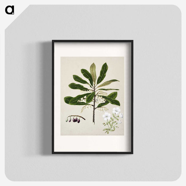 1-96_Native-Flowering-Plants-of-New-Zealand_blk
