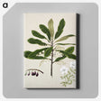 1-96_Native-Flowering-Plants-of-New-Zealand_canvas