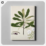 1-96_Native-Flowering-Plants-of-New-Zealand_canvas
