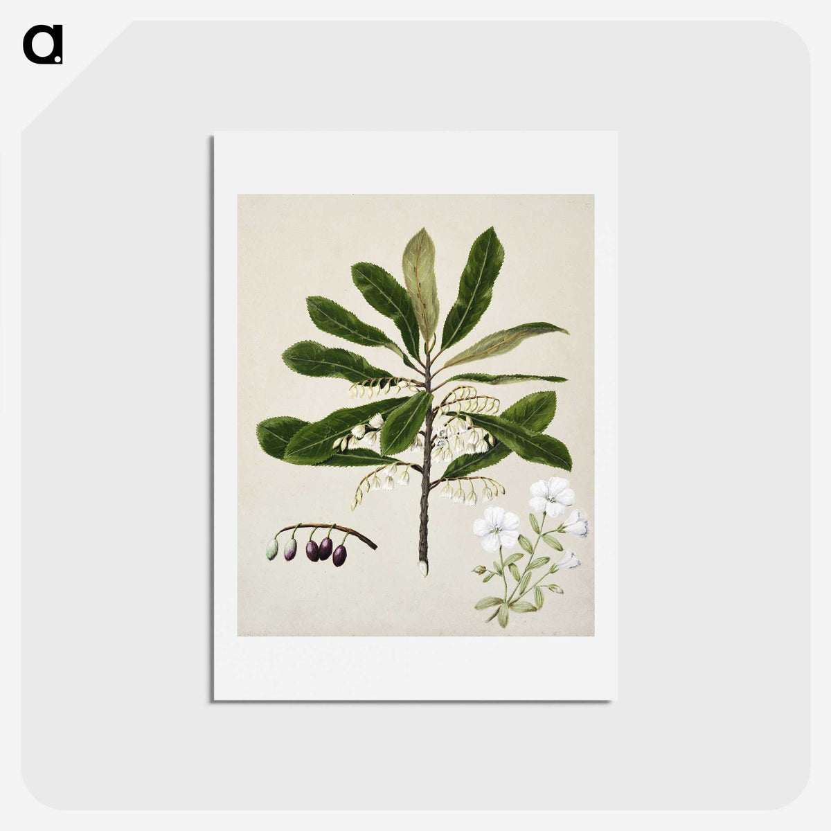1-96_Native-Flowering-Plants-of-New-Zealand_hagaki