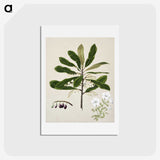 1-96_Native-Flowering-Plants-of-New-Zealand_hagaki