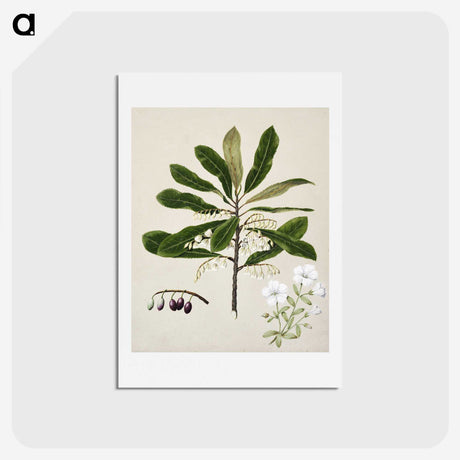 1-96_Native-Flowering-Plants-of-New-Zealand_hagaki