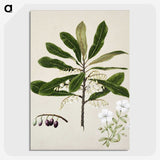 1-96_Native-Flowering-Plants-of-New-Zealand_picture-crop