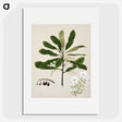 1-96_Native-Flowering-Plants-of-New-Zealand_picture