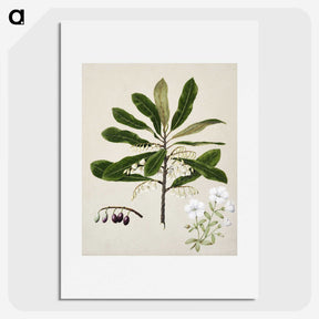 1-96_Native-Flowering-Plants-of-New-Zealand_picture