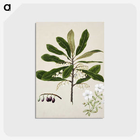 1-96_Native-Flowering-Plants-of-New-Zealand_postcard
