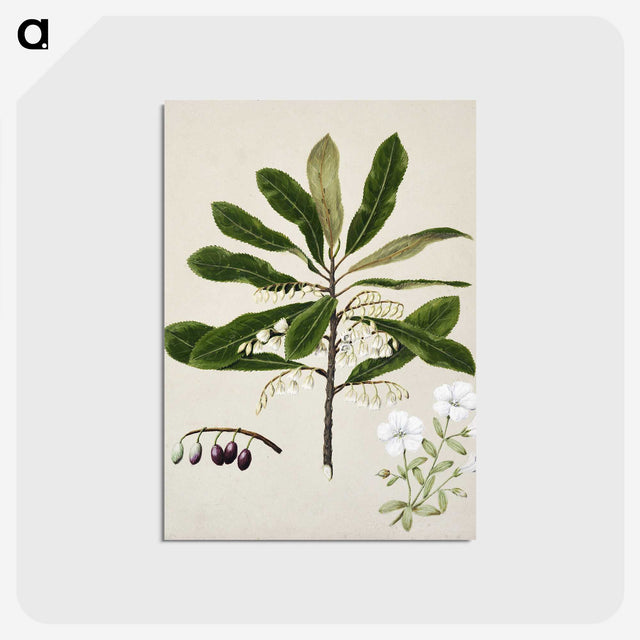 1-96_Native-Flowering-Plants-of-New-Zealand_postcard