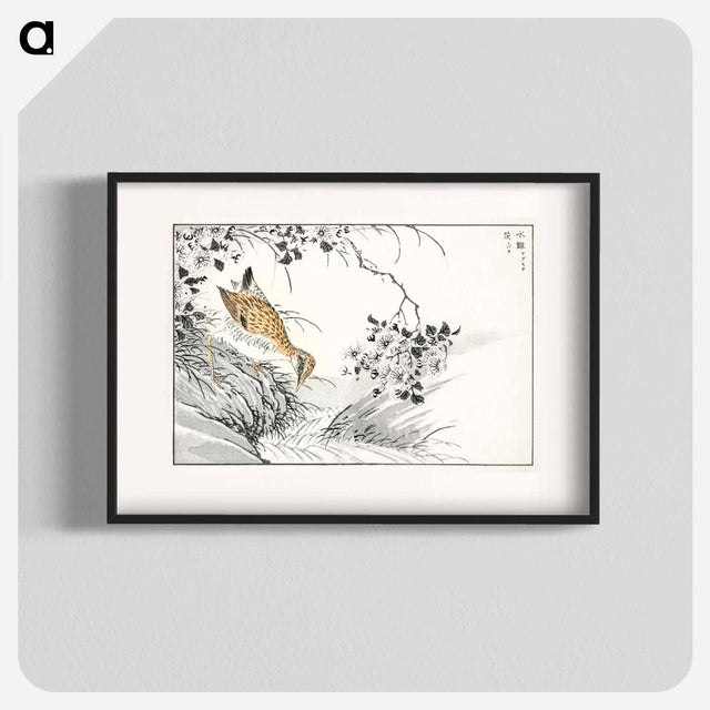 アートポスター-Common Sandpiper and Wild Rose
 - 鳥類図鑑 Poster.