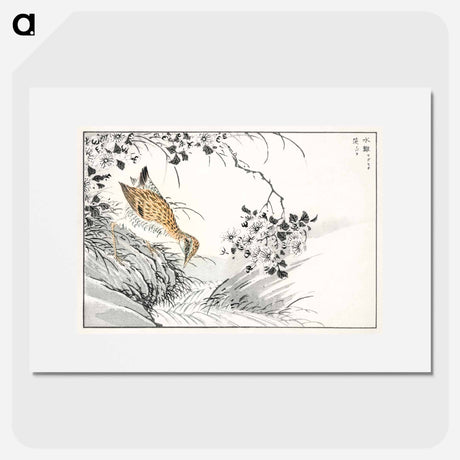 アートポスター-Common Sandpiper and Wild Rose
 - 鳥類図鑑 Poster.