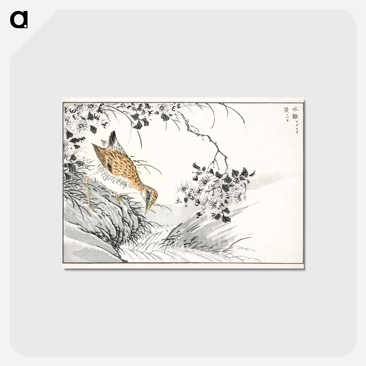 アートポストカード-Common Sandpiper and Wild Rose
 - 鳥類図鑑 Postcard.