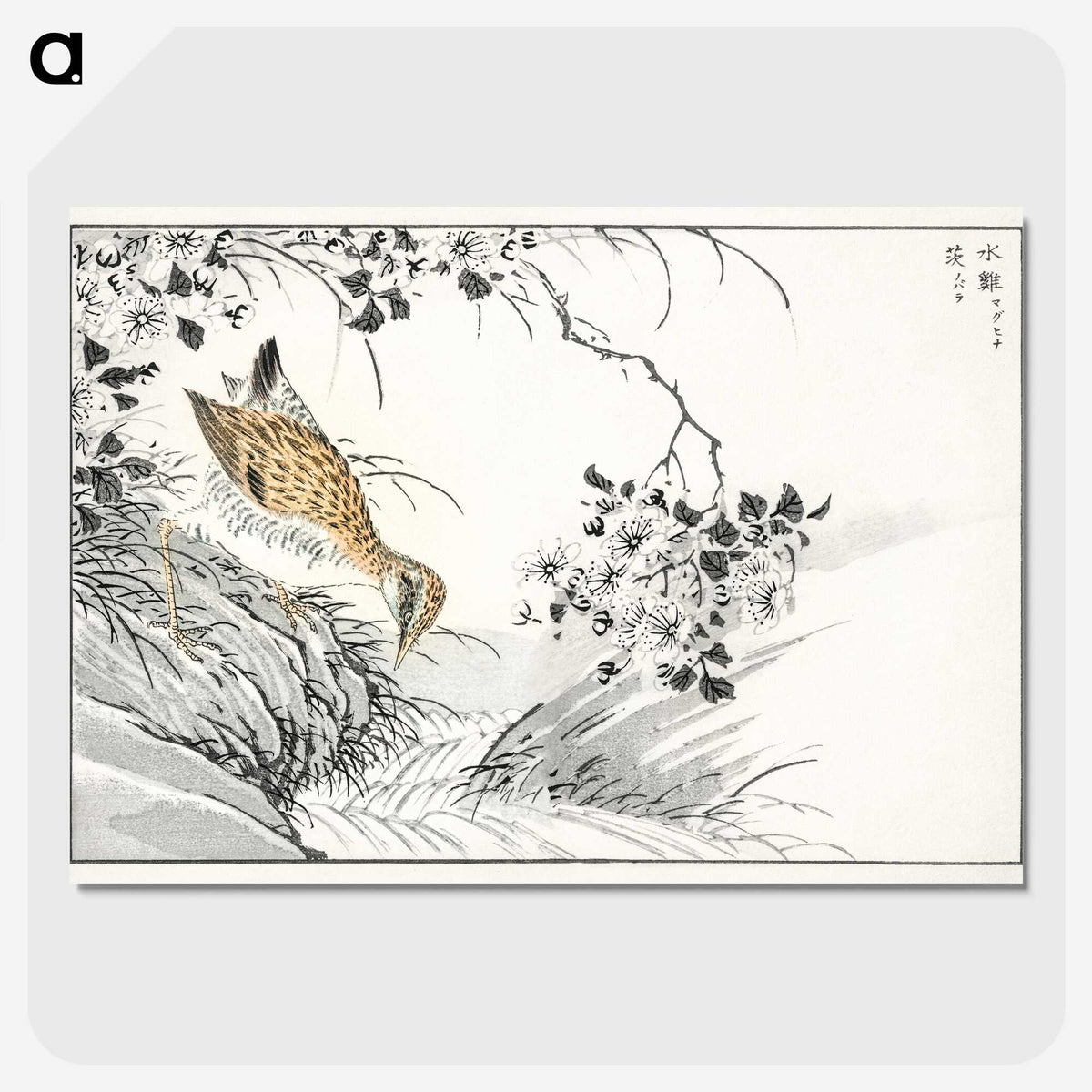 1-96_Pictorial-Monograph-of-Birds_picture-crop