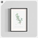 Sesuvium Portulacastrum (Sea Purslane) - ピエール ジョゼフ ルドゥーテ Poster.