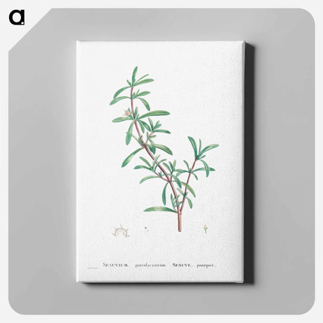 アートパネル-Sesuvium Portulacastrum (Sea Purslane) - ピエール ジョゼフ ルドゥーテ Canvas.