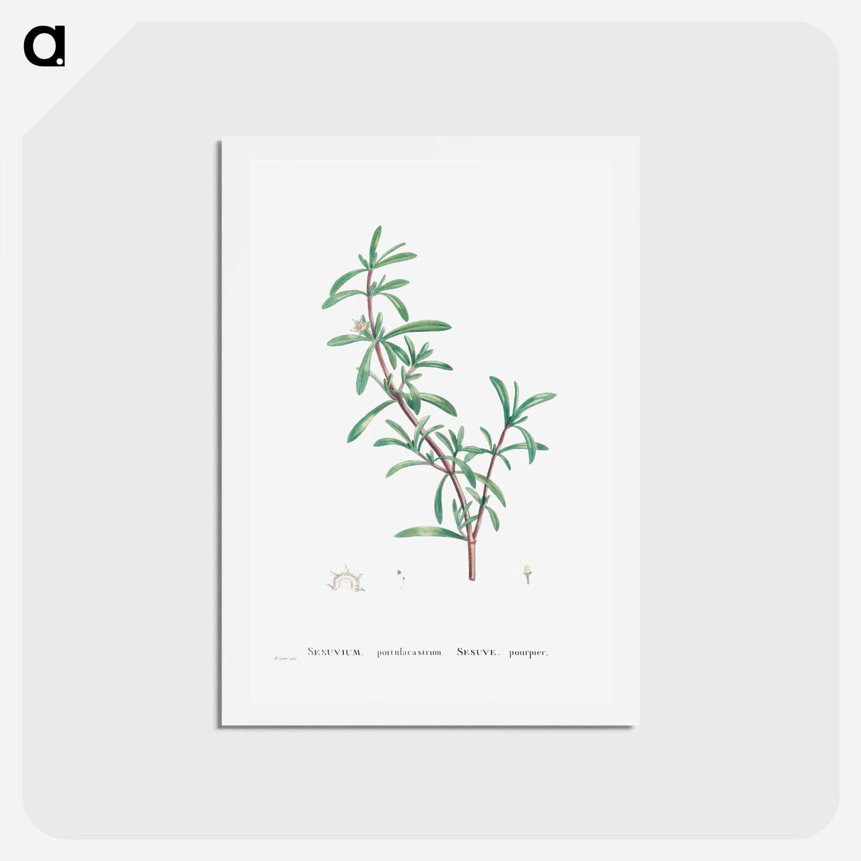 アートポストカード-Sesuvium Portulacastrum (Sea Purslane) - ピエール ジョゼフ ルドゥーテ Postcard.