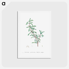 アートポストカード-Sesuvium Portulacastrum (Sea Purslane) - ピエール ジョゼフ ルドゥーテ Postcard.