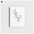 1-96_Pierre-Joseph-Redoute_memo