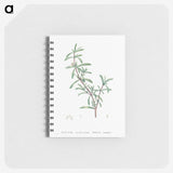 1-96_Pierre-Joseph-Redoute_memo