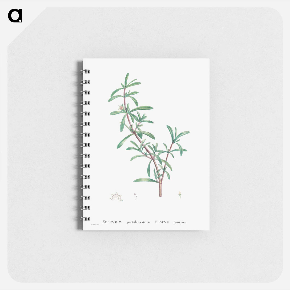 Sesuvium Portulacastrum (Sea Purslane) - ピエール ジョゼフ ルドゥーテ Memo.