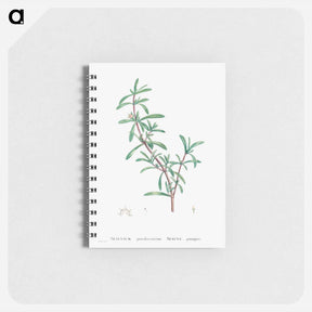 アートメモ帳-Sesuvium Portulacastrum (Sea Purslane) - ピエール ジョゼフ ルドゥーテ Memo.