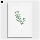 Sesuvium Portulacastrum (Sea Purslane) - ピエール ジョゼフ ルドゥーテ Poster.