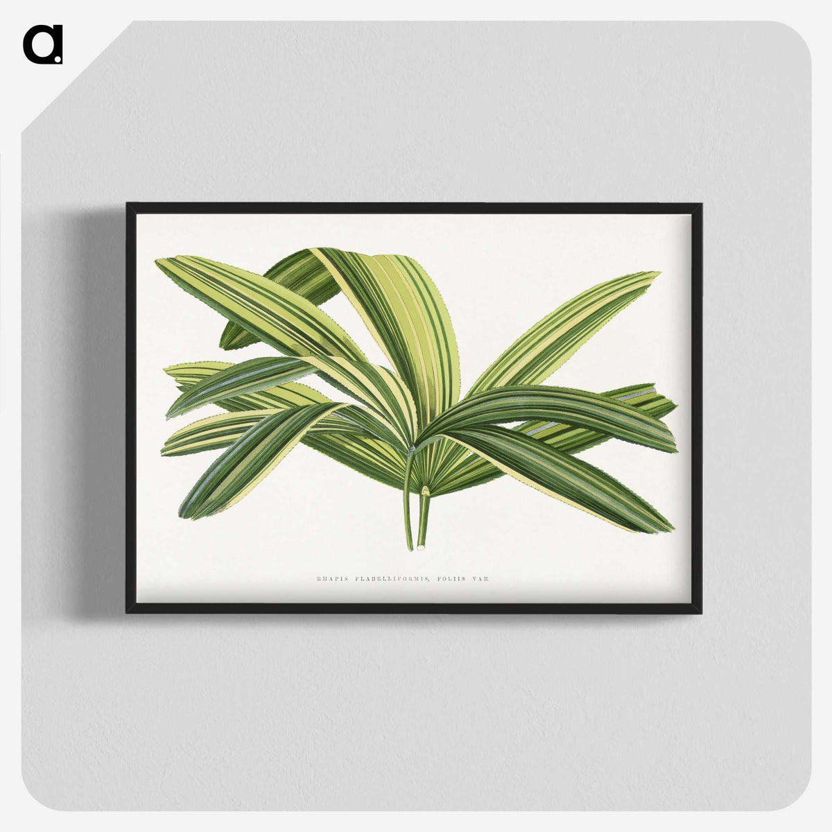 1-96_Plants-with-Colored-Foliage_blk-crop