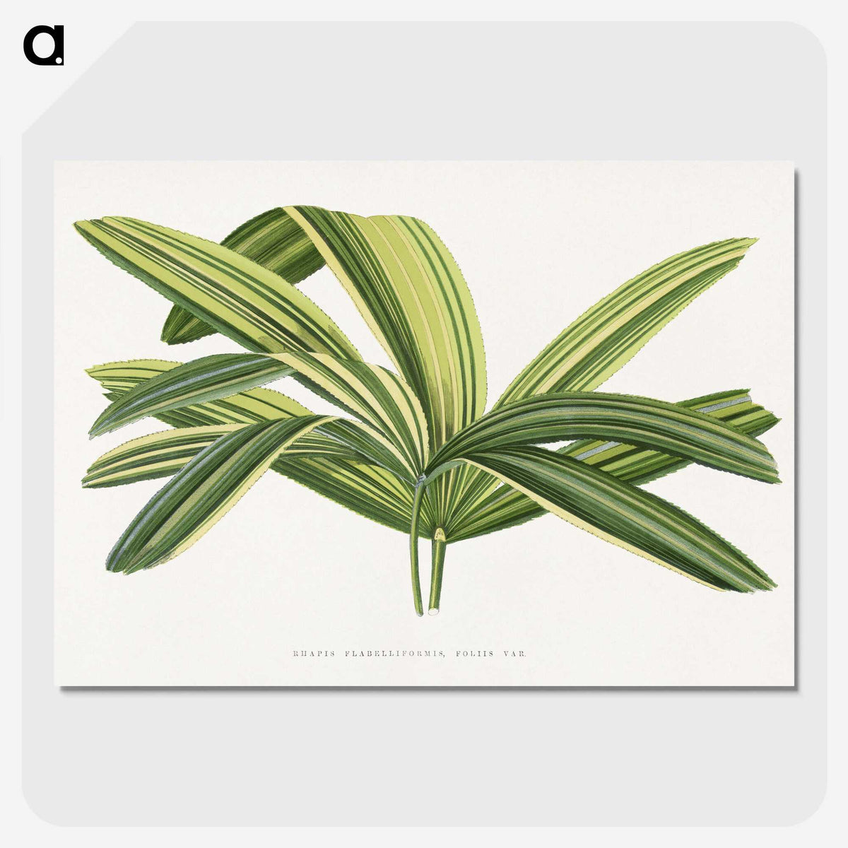 1-96_Plants-with-Colored-Foliage_picture-crop