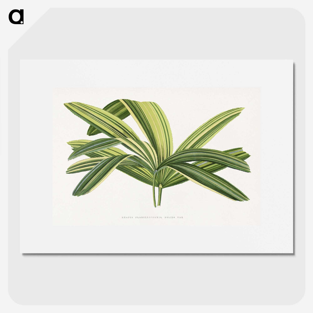 1-96_Plants-with-Colored-Foliage_picture
