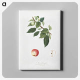 1-96_Pomona-Italiana_canvas