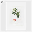 1-96_Pomona-Italiana_picture