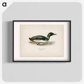 アートポスター-Common Loon
 - スヴェンスカ フォグラル Poster.