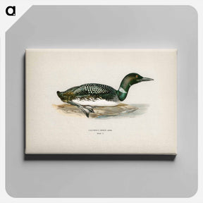 アートパネル-Common Loon
 - スヴェンスカ フォグラル Canvas.