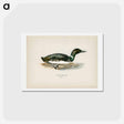 アートポストカード-Common Loon
 - スヴェンスカ フォグラル Postcard.