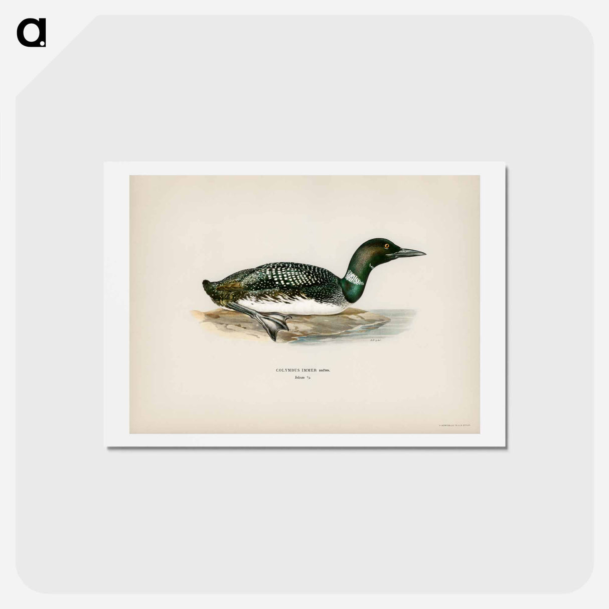 アートポストカード-Common Loon
 - スヴェンスカ フォグラル Postcard.