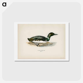 アートポストカード-Common Loon
 - スヴェンスカ フォグラル Postcard.