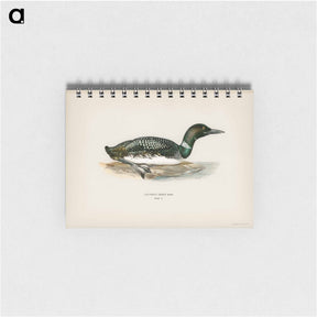 アートメモ帳-Common Loon
 - スヴェンスカ フォグラル Memo.
