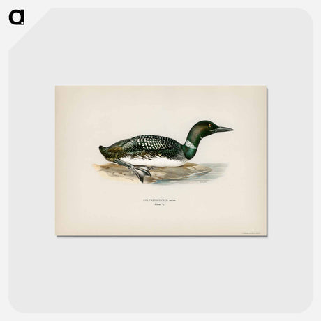 アートポストカード-Common Loon
 - スヴェンスカ フォグラル Postcard.